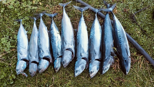 マルソウダの釣果