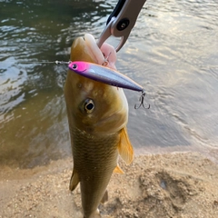 ニゴイの釣果