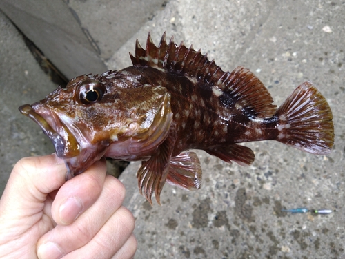 カサゴの釣果