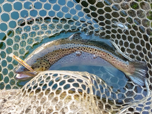 ブラウントラウトの釣果