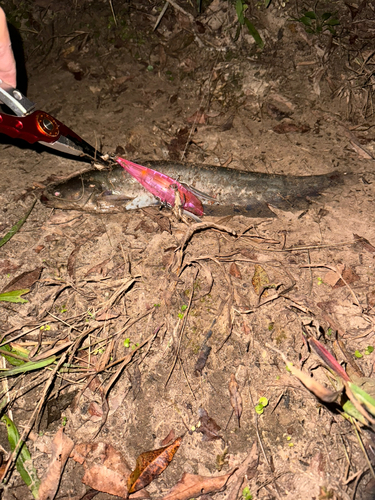 ナマズの釣果