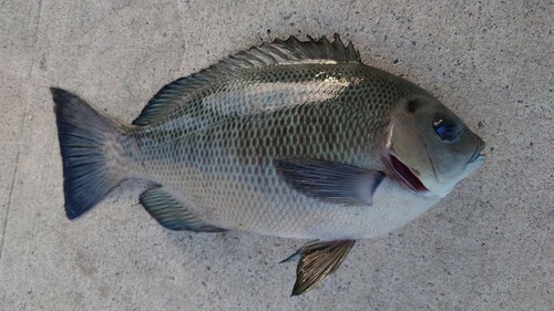 メジナの釣果