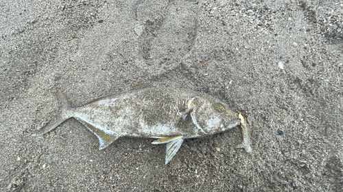 ショゴの釣果