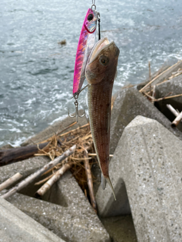 ヤズの釣果