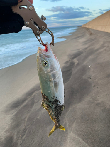 イナダの釣果