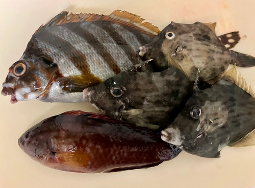 釣果