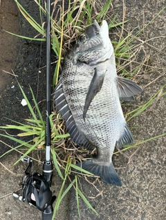 チヌの釣果