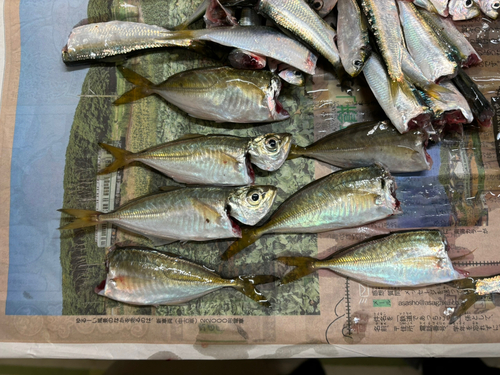 アジの釣果