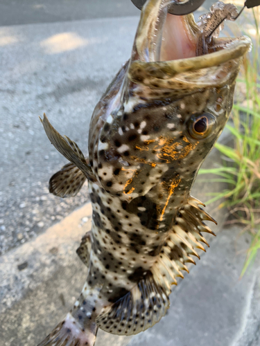 ヤイトハタの釣果