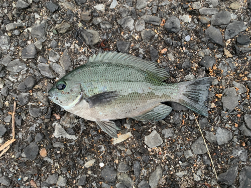 メジナの釣果