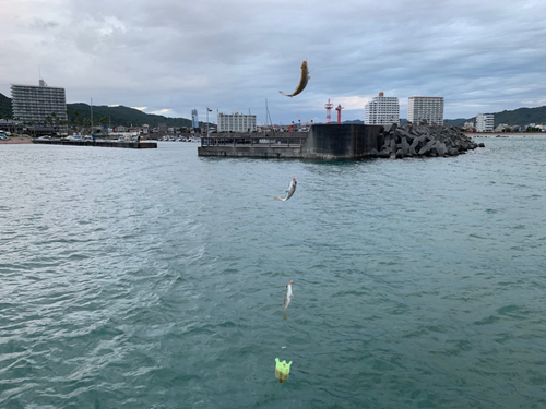 アイゴの釣果