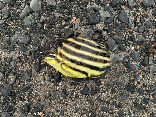 カゴカキダイの釣果