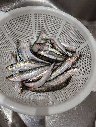 イワシの釣果