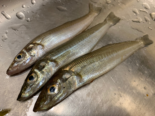 カゴカキダイの釣果