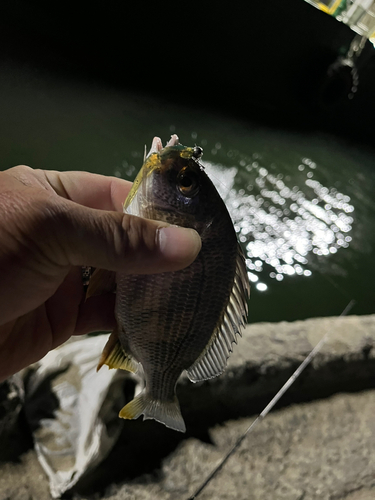 キビレの釣果