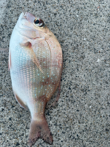 松ヶ崎漁港（葦北）