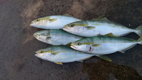 イナダの釣果