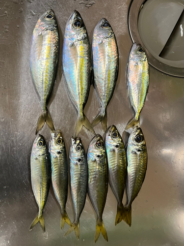 メアジの釣果