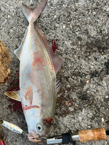 カンパチの釣果