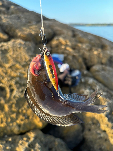 クロソイの釣果