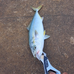 ワカシの釣果