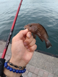 オオモンハタの釣果