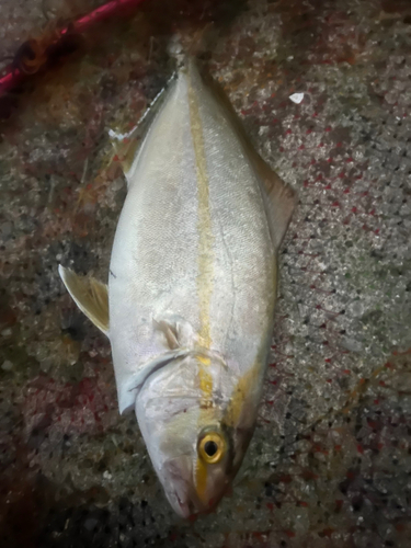 カンパチの釣果