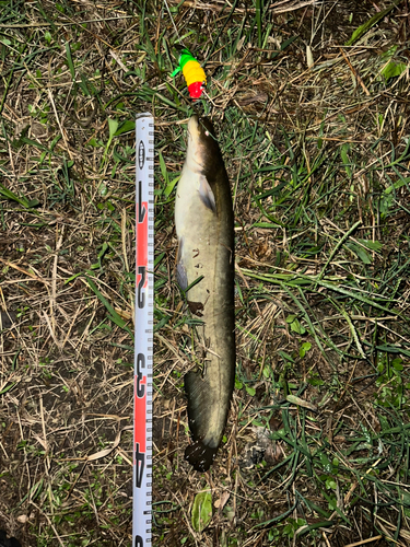 ナマズの釣果