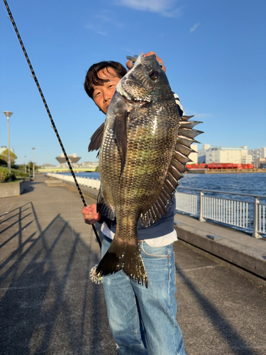 チヌの釣果