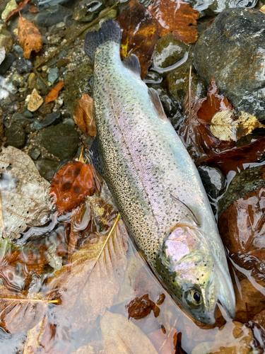 ニジマスの釣果