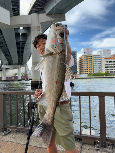 シーバスの釣果