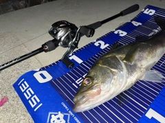 シーバスの釣果