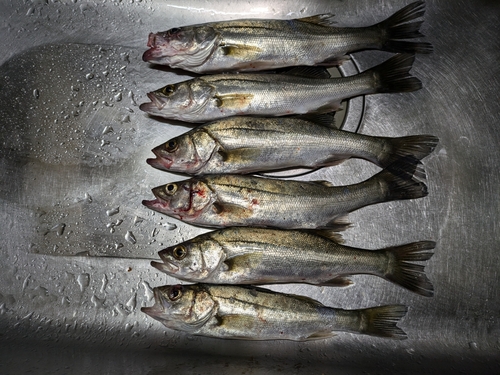 セイゴ（マルスズキ）の釣果