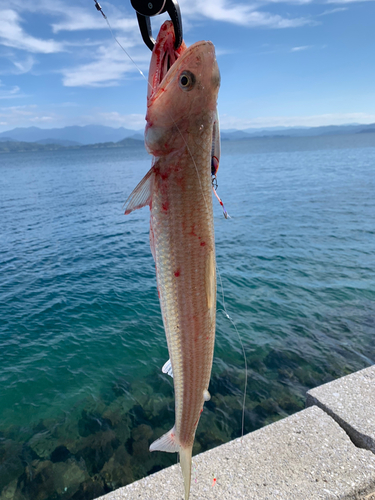 エソの釣果