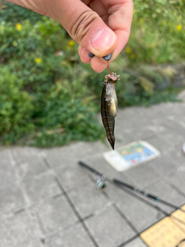 シモフリシマハゼの釣果