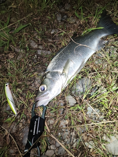 フッコ（ヒラスズキ）の釣果