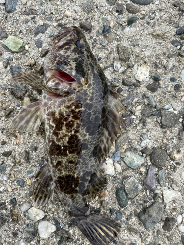 タケノコメバルの釣果