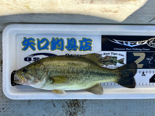 ブラックバスの釣果