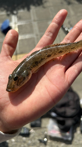 マハゼの釣果