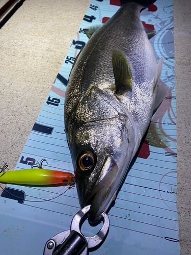 シーバスの釣果