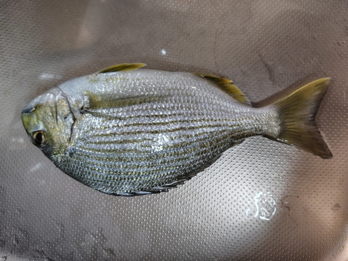 ヘダイの釣果