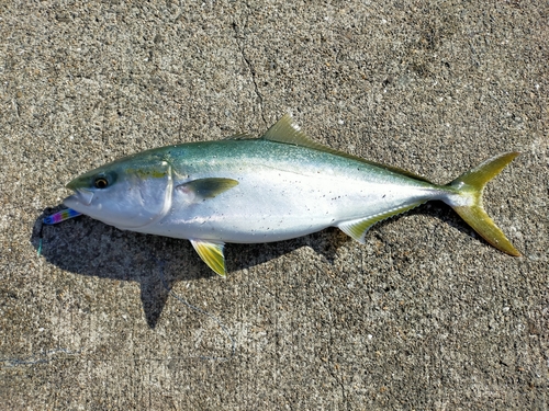 ハマチの釣果