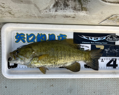 スモールマウスバスの釣果