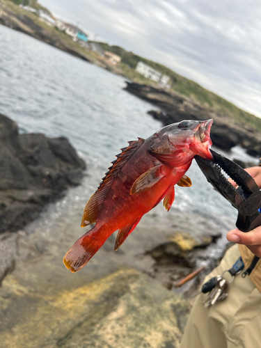 アカハタの釣果