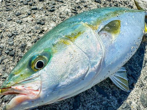 ハマチの釣果