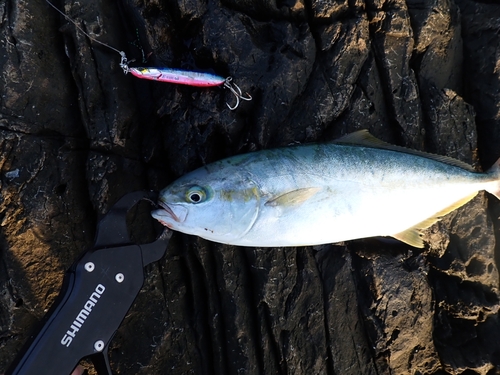 ハマチの釣果