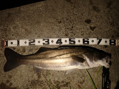 シーバスの釣果