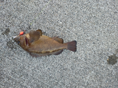 エゾメバルの釣果