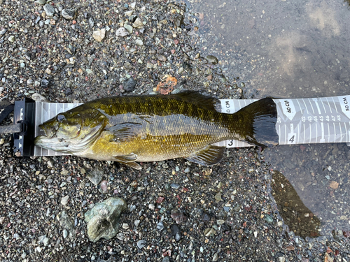 スモールマウスバスの釣果