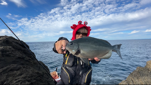 オナガグレの釣果